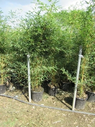 Bamboe (Phyllostachys Aurea) 17 Bamboe (Phyllostachys Aurea) - Afbeelding 17