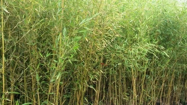 Bamboe (Phyllostachys Aurea) 2 Bamboe (Phyllostachys Aurea) - Afbeelding 2