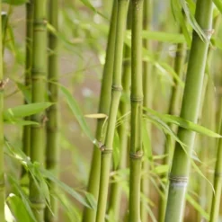 Bamboe (Phyllostachys Aurea)