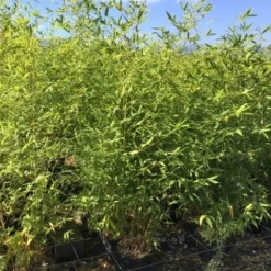 Bamboe (Phyllostachys Aurea) 38 Bamboe (Phyllostachys Aurea) -Aanbiedingen Tuin Ziel Winkel phyllostachys aurea 100 125cm c5