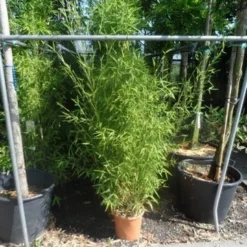 Bamboe (Phyllostachys Aurea) 29 Bamboe (Phyllostachys Aurea) -Aanbiedingen Tuin Ziel Winkel phyllostachys aurea 150 175 c12