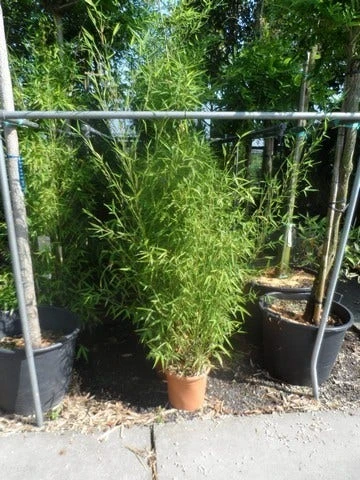 Bamboe (Phyllostachys Aurea) 10 Bamboe (Phyllostachys Aurea) - Afbeelding 10