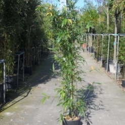 Bamboe (Phyllostachys Aurea) 30 Bamboe (Phyllostachys Aurea) -Aanbiedingen Tuin Ziel Winkel phyllostachys aurea 150 200 c12
