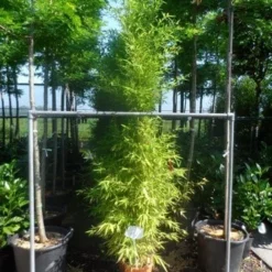 Bamboe (Phyllostachys Aurea) 31 Bamboe (Phyllostachys Aurea) -Aanbiedingen Tuin Ziel Winkel phyllostachys aurea 175 200 c12