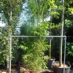 Bamboe (Phyllostachys Aurea) 32 Bamboe (Phyllostachys Aurea) -Aanbiedingen Tuin Ziel Winkel phyllostachys aurea 175 200 c20