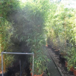 Bamboe (Phyllostachys Aurea) 27 Bamboe (Phyllostachys Aurea) -Aanbiedingen Tuin Ziel Winkel phyllostachys aurea 200 250 c25