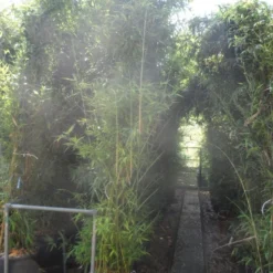 Bamboe (Phyllostachys Aurea) 28 Bamboe (Phyllostachys Aurea) -Aanbiedingen Tuin Ziel Winkel phyllostachys aurea 250 300 c35