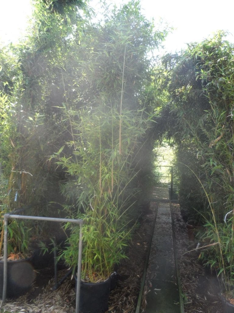 Bamboe (Phyllostachys Aurea) 9 Bamboe (Phyllostachys Aurea) - Afbeelding 9