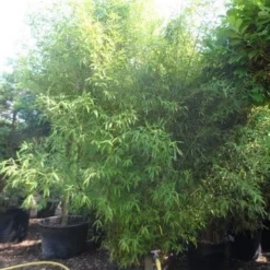 Bamboe (Phyllostachys Aurea) 34 Bamboe (Phyllostachys Aurea) -Aanbiedingen Tuin Ziel Winkel phyllostachys aurea 300 400 c160 200 extra