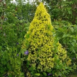 Witte Alberta Spar (Picea Glauca 'J.W. Daisy's White') 5 Witte Alberta Spar (Picea Glauca 'J.W. Daisy's White') -Aanbiedingen Tuin Ziel Winkel picea glauca j.w. daisy s white