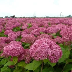 Hortensia (Hydrangea 'Pink Annabelle') -Aanbiedingen Tuin Ziel Winkel pink annabelle 1