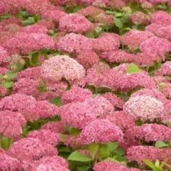 Hortensia (Hydrangea 'Pink Annabelle') -Aanbiedingen Tuin Ziel Winkel pink annabelle 2