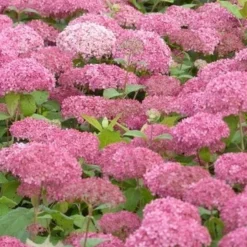 Hortensia (Hydrangea 'Pink Annabelle') -Aanbiedingen Tuin Ziel Winkel pink annabelle 3