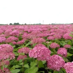 Hortensia (Hydrangea 'Pink Annabelle') -Aanbiedingen Tuin Ziel Winkel pink annabelle 4