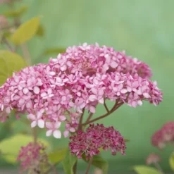 Hortensia (Hydrangea 'Pink Annabelle') -Aanbiedingen Tuin Ziel Winkel pink annabelle 8