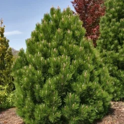 Bosnische Den (Pinus Heldreichii 'Compact Gem') -Aanbiedingen Tuin Ziel Winkel pinus heldreichii compact gem