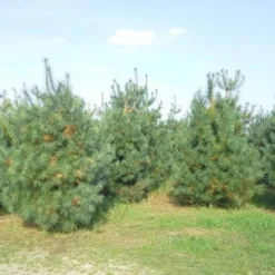 Bergden (Pinus Strobus 'Radiata') 6 Bergden (Pinus Strobus 'Radiata') -Aanbiedingen Tuin Ziel Winkel pinus storbus diverse