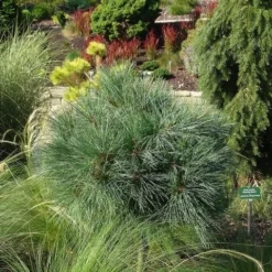 Bergden (Pinus Strobus 'Radiata') 7 Bergden (Pinus Strobus 'Radiata') -Aanbiedingen Tuin Ziel Winkel pinus strobus radiata