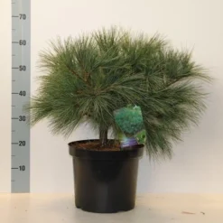 Bergden (Pinus Strobus 'Radiata') 5 Bergden (Pinus Strobus 'Radiata') -Aanbiedingen Tuin Ziel Winkel pinus strobus radiata 40 50 c10