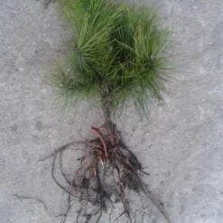 Grove Den, Solitair (Pinus Sylvestris) 27 Grove Den, Solitair (Pinus Sylvestris) -Aanbiedingen Tuin Ziel Winkel pinus sylvesteris 1530 2