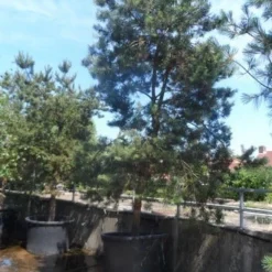 Grove Den, Solitair (Pinus Sylvestris) 24 Grove Den, Solitair (Pinus Sylvestris) -Aanbiedingen Tuin Ziel Winkel pinus sylvestris 350 400 450 c1000