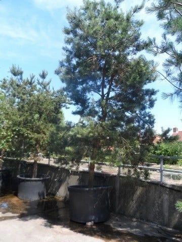 Grove Den, Solitair (Pinus Sylvestris) 11 Grove Den, Solitair (Pinus Sylvestris) - Afbeelding 11