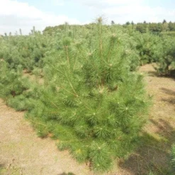 Grove Den, Solitair (Pinus Sylvestris) 19 Grove Den, Solitair (Pinus Sylvestris) -Aanbiedingen Tuin Ziel Winkel pinussylv 125 150 13 9 2014