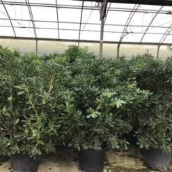 Australische Laurier (Pittosporum Tobira) -Aanbiedingen Tuin Ziel Winkel pittosporum