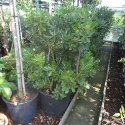 Australische Laurier (Pittosporum Tobira) -Aanbiedingen Tuin Ziel Winkel pittosporum tobira 100 125 c50