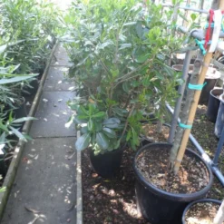 Australische Laurier (Pittosporum Tobira) -Aanbiedingen Tuin Ziel Winkel pittosporum tobira c10