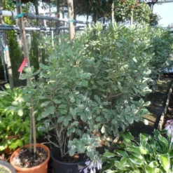 Australische Laurier (Pittosporum Tobira 'Variegatum') 8 Australische Laurier (Pittosporum Tobira 'Variegatum') -Aanbiedingen Tuin Ziel Winkel pittosporum tobira variegatum 100 125 c35 50