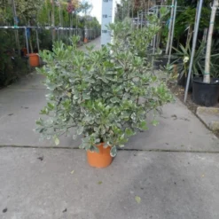 Australische Laurier (Pittosporum Tobira 'Variegatum') 10 Australische Laurier (Pittosporum Tobira 'Variegatum') -Aanbiedingen Tuin Ziel Winkel pittosporum tobira variegatum c10