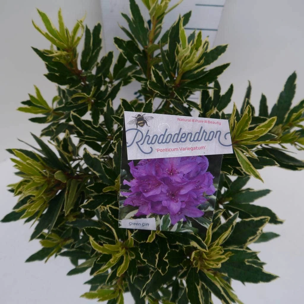 Bosrhododendron (Rhododendron Ponticum 'Variegatum') 4 Bosrhododendron (Rhododendron Ponticum 'Variegatum') - Afbeelding 4