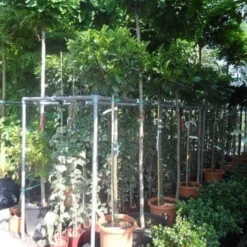 Laurier Als Boom (Prunus Laurocerasus 'Etna') -Aanbiedingen Tuin Ziel Winkel prunus laurocerasus etna 120stam c20