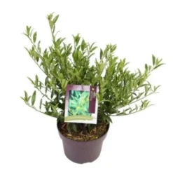 Laurierkers (Prunus Laurocerasus 'Sofia') 5 Laurierkers (Prunus Laurocerasus 'Sofia') -Aanbiedingen Tuin Ziel Winkel prunuslsofia03