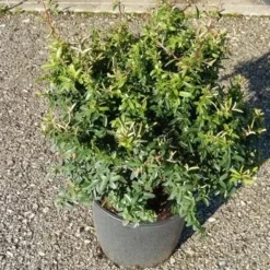 Vuurdoorn Als Bol (Pyracantha 'Navaho') -Aanbiedingen Tuin Ziel Winkel pyracantha navaho 4