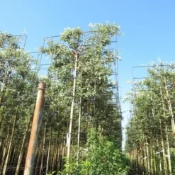 Steeneik Als Leiboom (Quercus Ilex) 15 Steeneik Als Leiboom (Quercus Ilex) -Aanbiedingen Tuin Ziel Winkel quercus ilex 8 10 leivorm