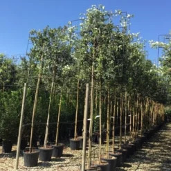 Steeneik Als Leiboom (Quercus Ilex) 17 Steeneik Als Leiboom (Quercus Ilex) -Aanbiedingen Tuin Ziel Winkel quercus ilex 8 10 leivorm 1