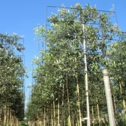 Steeneik Als Leiboom (Quercus Ilex) 12 Steeneik Als Leiboom (Quercus Ilex) -Aanbiedingen Tuin Ziel Winkel quercus ilex 8 10 leivorm 2