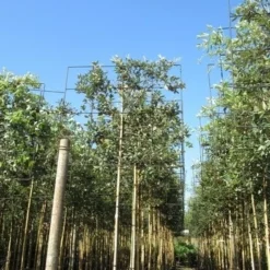 Steeneik Als Leiboom (Quercus Ilex) 13 Steeneik Als Leiboom (Quercus Ilex) -Aanbiedingen Tuin Ziel Winkel quercus ilex 8 10 leivorm 3