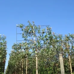 Steeneik Als Leiboom (Quercus Ilex) 14 Steeneik Als Leiboom (Quercus Ilex) -Aanbiedingen Tuin Ziel Winkel quercus ilex 8 10 leivorm 4