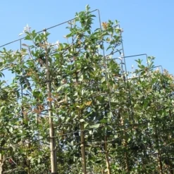 Steeneik Als Leiboom (Quercus Ilex) 16 Steeneik Als Leiboom (Quercus Ilex) -Aanbiedingen Tuin Ziel Winkel quercus ilex 8 10 leivorm 5