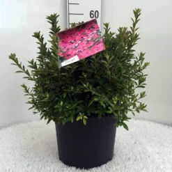 Japanse Azalea (Rhododendron 'Madame Van Hecke') 22 Japanse Azalea (Rhododendron 'Madame Van Hecke') -Aanbiedingen Tuin Ziel Winkel r. aj mme van hecke c10 1