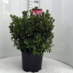 Japanse Azalea (Rhododendron 'Madame Van Hecke') 25 Japanse Azalea (Rhododendron 'Madame Van Hecke') -Aanbiedingen Tuin Ziel Winkel r. aj mme van hecke c15