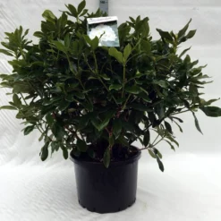 Rhododendron (Rhododendron 'Cunningham White') -Aanbiedingen Tuin Ziel Winkel r. cunningh white c40