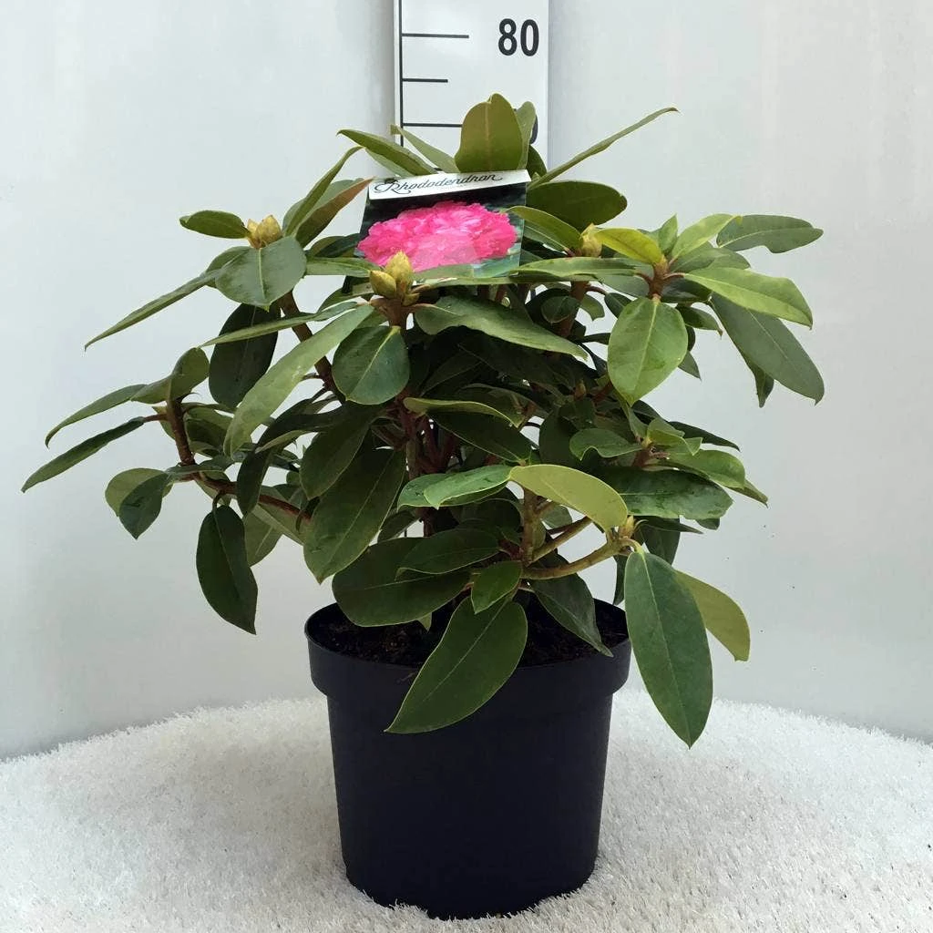 Rhododendron (Rhododendron 'Germania') 14 Rhododendron (Rhododendron 'Germania') - Afbeelding 14