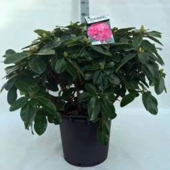 Rhododendron (Rhododendron 'Germania') 36 Rhododendron (Rhododendron 'Germania') -Aanbiedingen Tuin Ziel Winkel r. germania c30 1