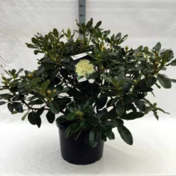 Rhododendron (Rhododendron 'Horizon Monarch') -Aanbiedingen Tuin Ziel Winkel r. horizon monarch c40