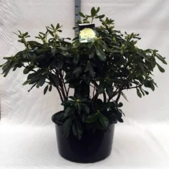 Rhododendron (Rhododendron 'Horizon Monarch') -Aanbiedingen Tuin Ziel Winkel r. horizon monarch c80