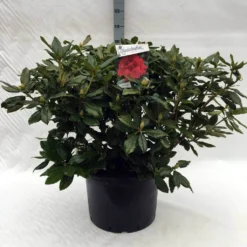 Rhododendron (Rhododendron 'Lord Roberts') -Aanbiedingen Tuin Ziel Winkel r. lord roberts c40